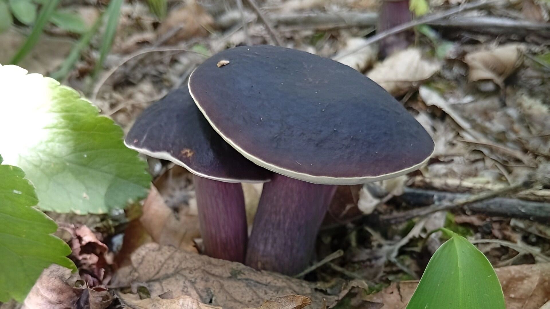 болетус фиолетово-бурый
