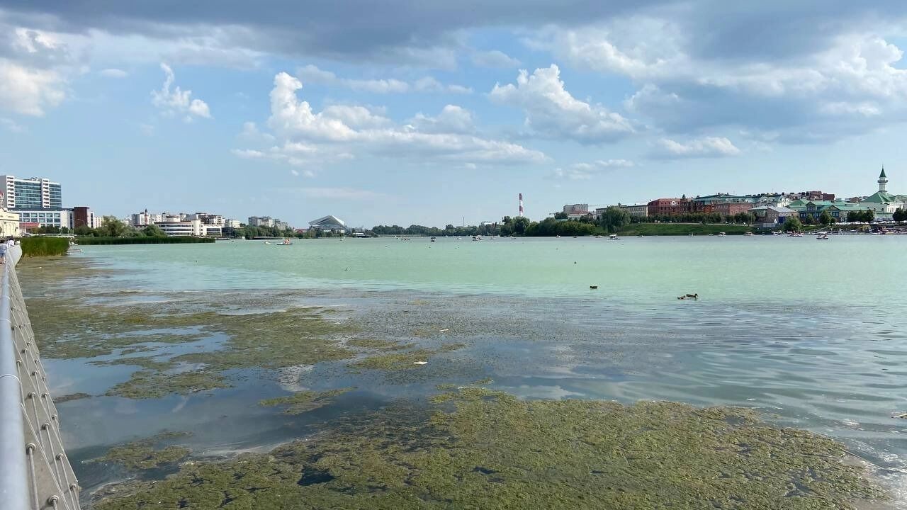 Пышные ковры водорослей скапливаются у&nbsp;берега, превратив эту зону в&nbsp;болотно-зеленую лужу.
