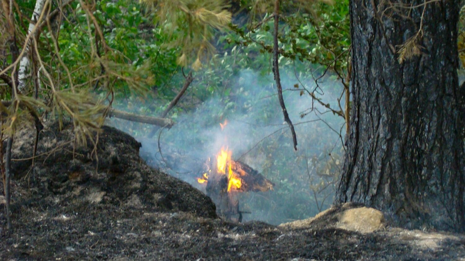 Лесной пожар у деревни Пиголи в 2010 году