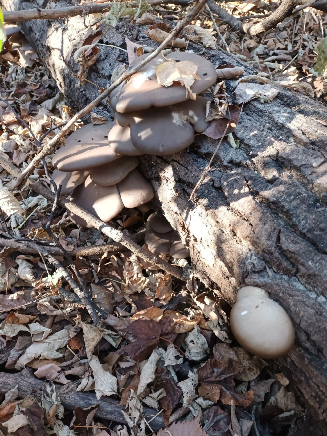 В Оренбургском районе собирают вешенки