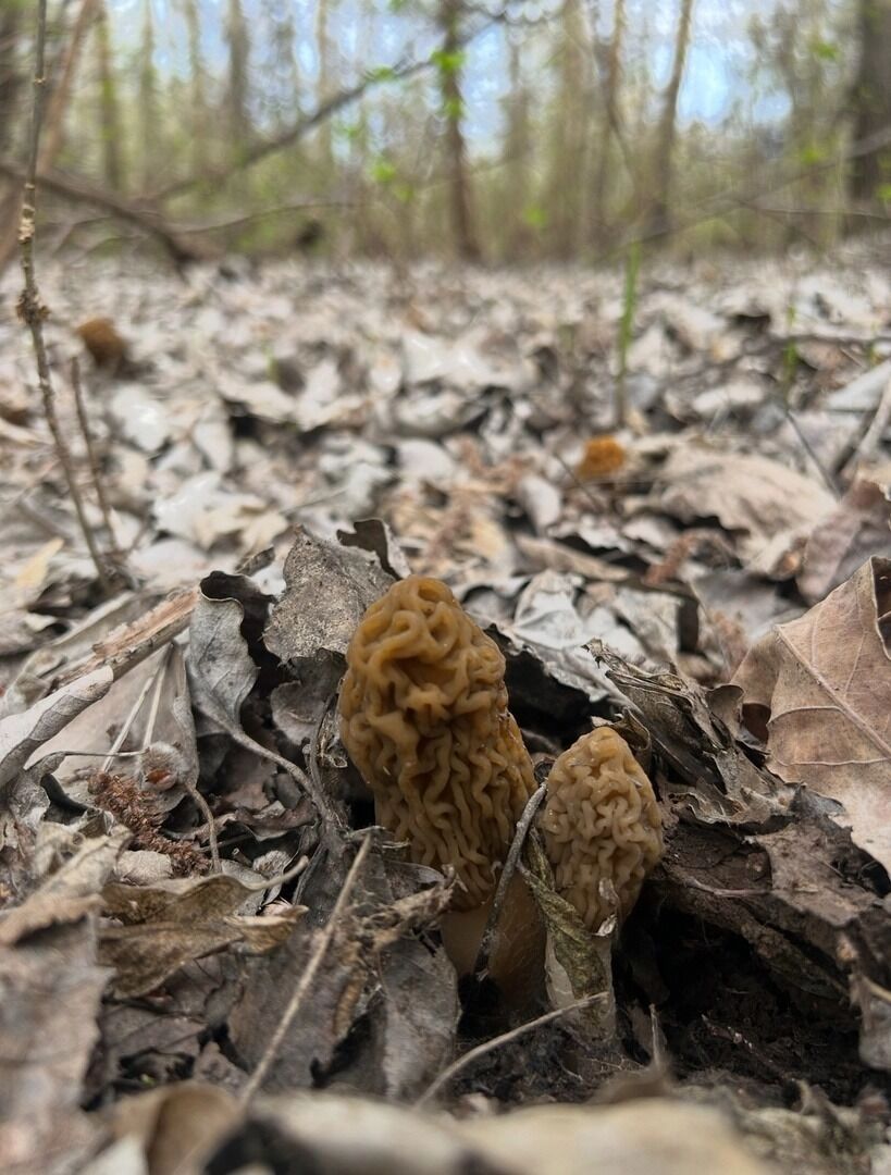 Сморчки в Илекском районе