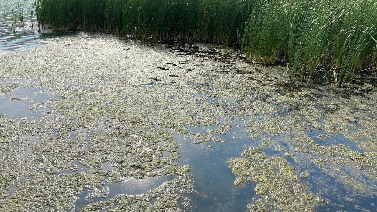 Пышные ковры водорослей скапливаются у&nbsp;берега, превратив эту зону в&nbsp;болотно-зеленую лужу. 