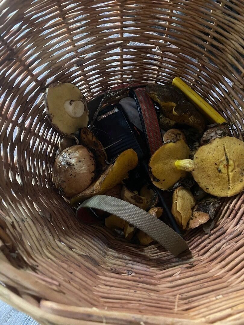 Оренбуржцы уже собирают маслята