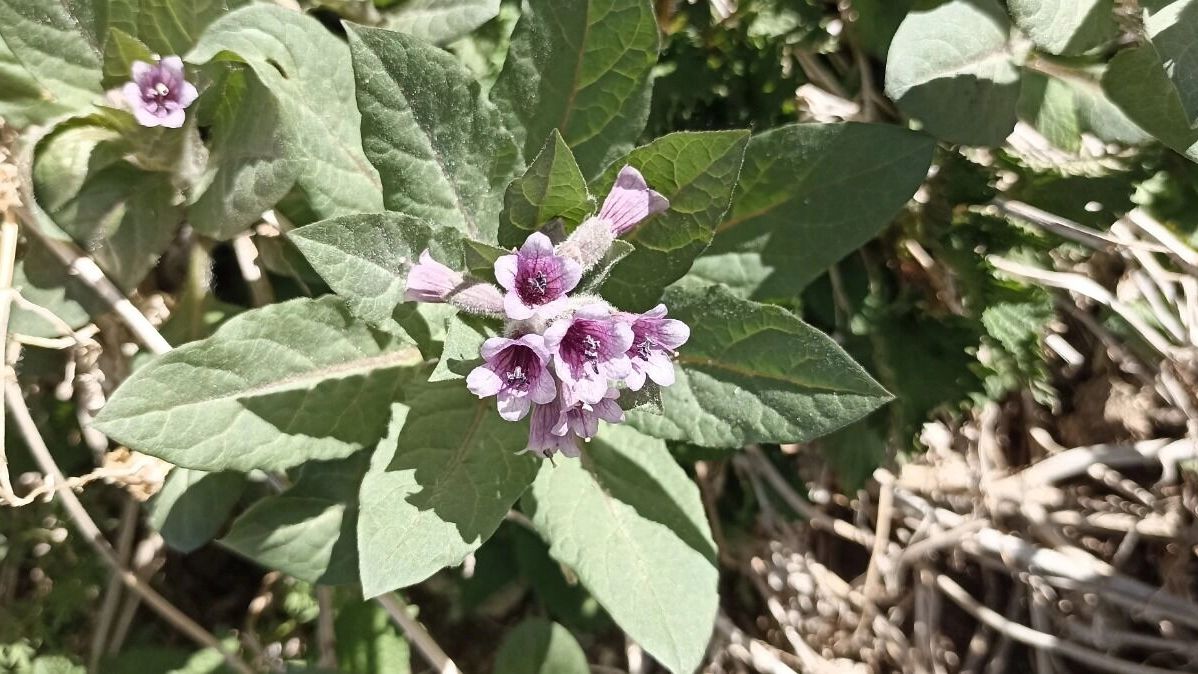 На&nbsp;фото: цветение горных цветов