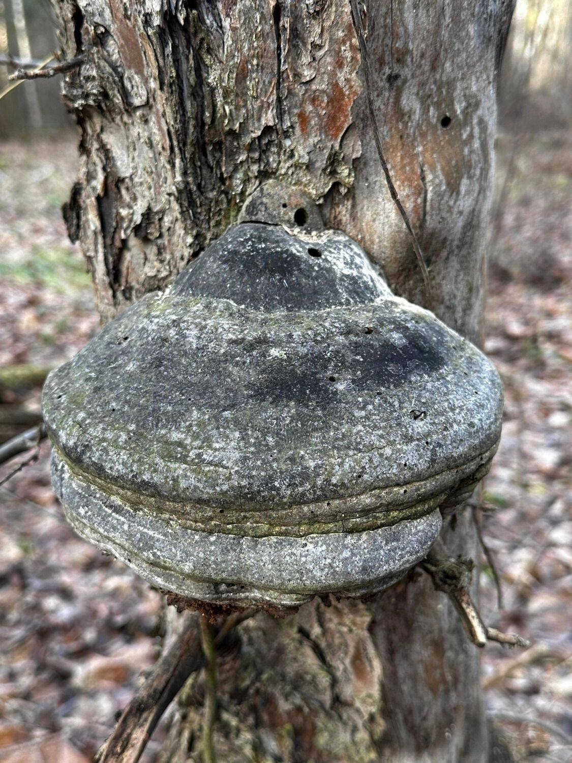 Грибы, растущие на деревьях, часто встречаются даже в ноябре