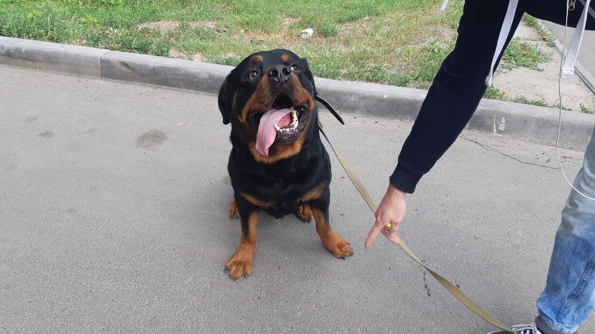 На&nbsp;фото: хозяин обучает собаку командам