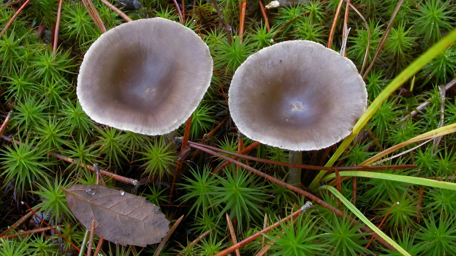 лисички горбатые