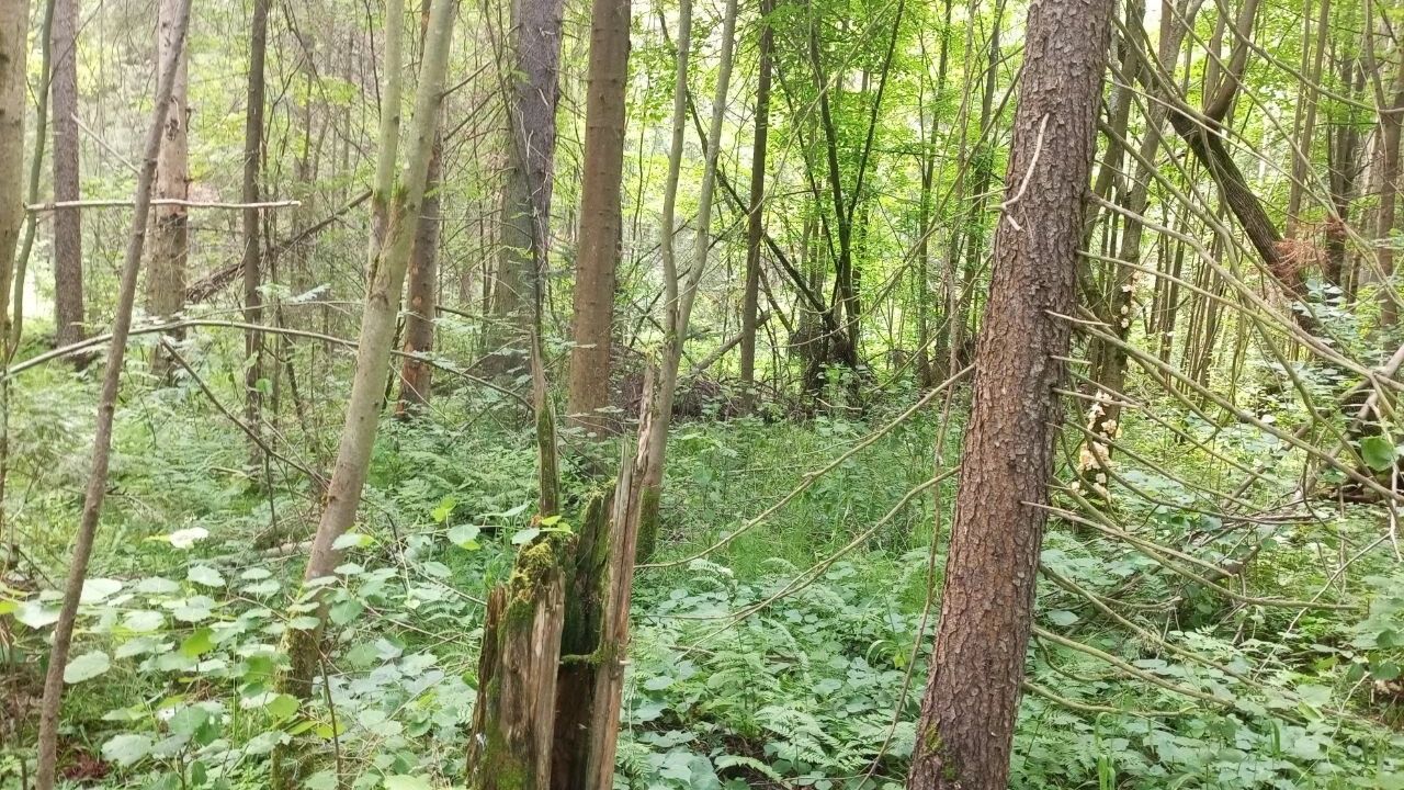 В лесах Прикамья запретили разжигать