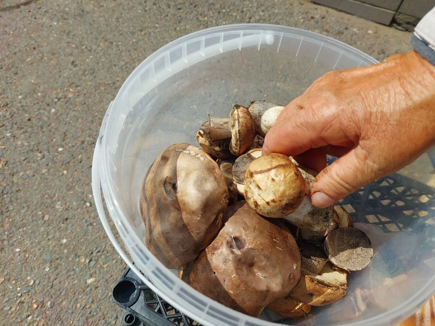 Подосиновики обходятся недешево оренбуржцам