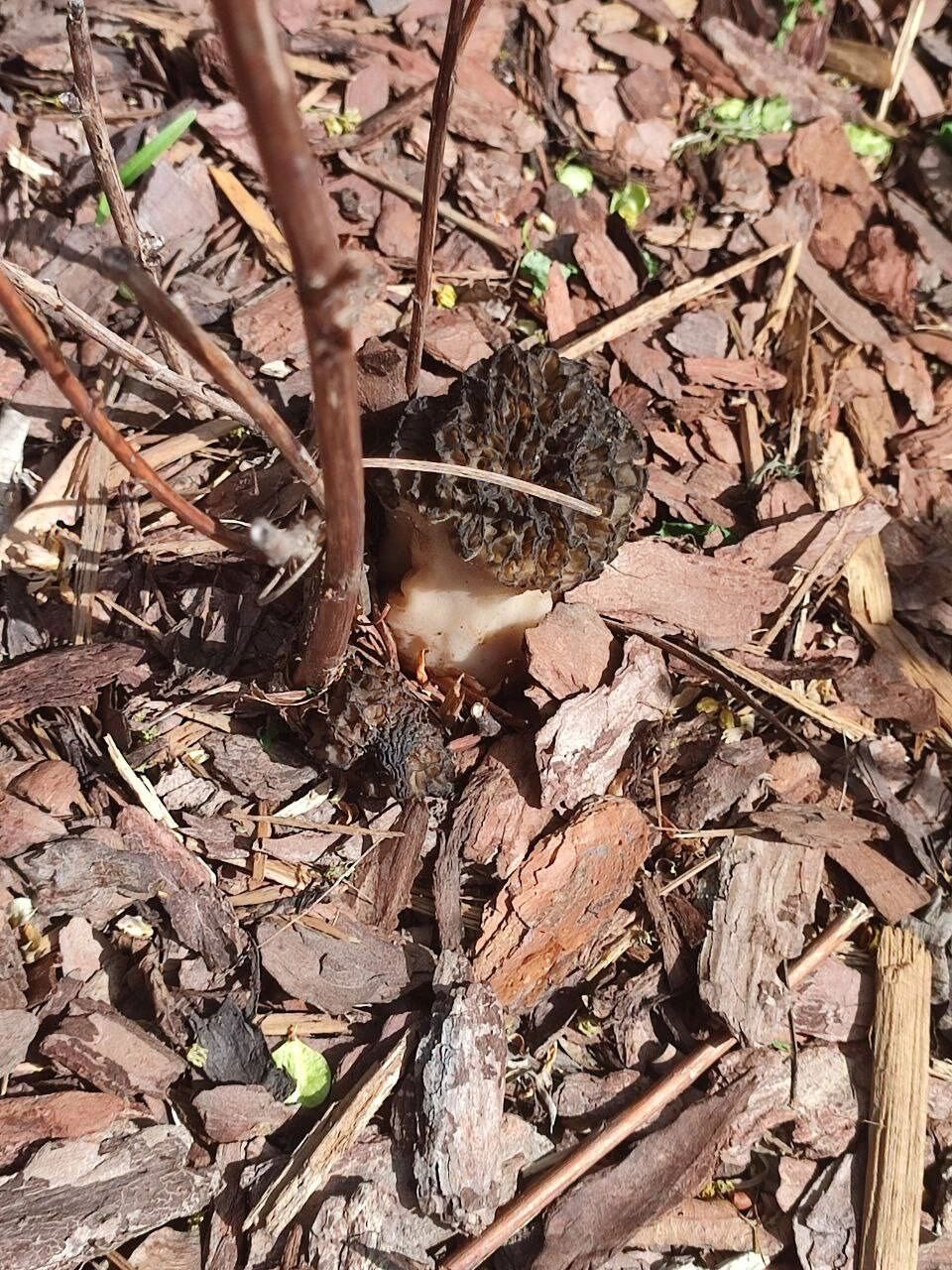 Найденные в Центральном парке грибы