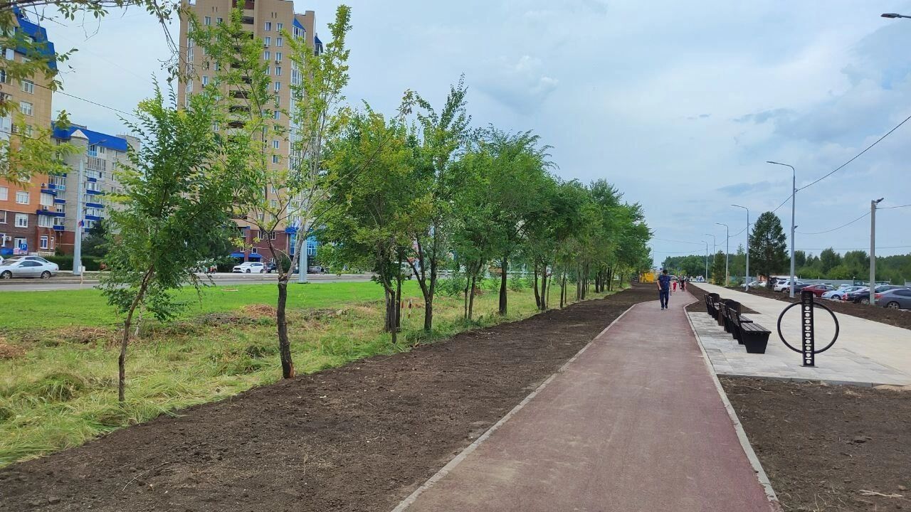 Деревья не выглядят идеально здоровыми
