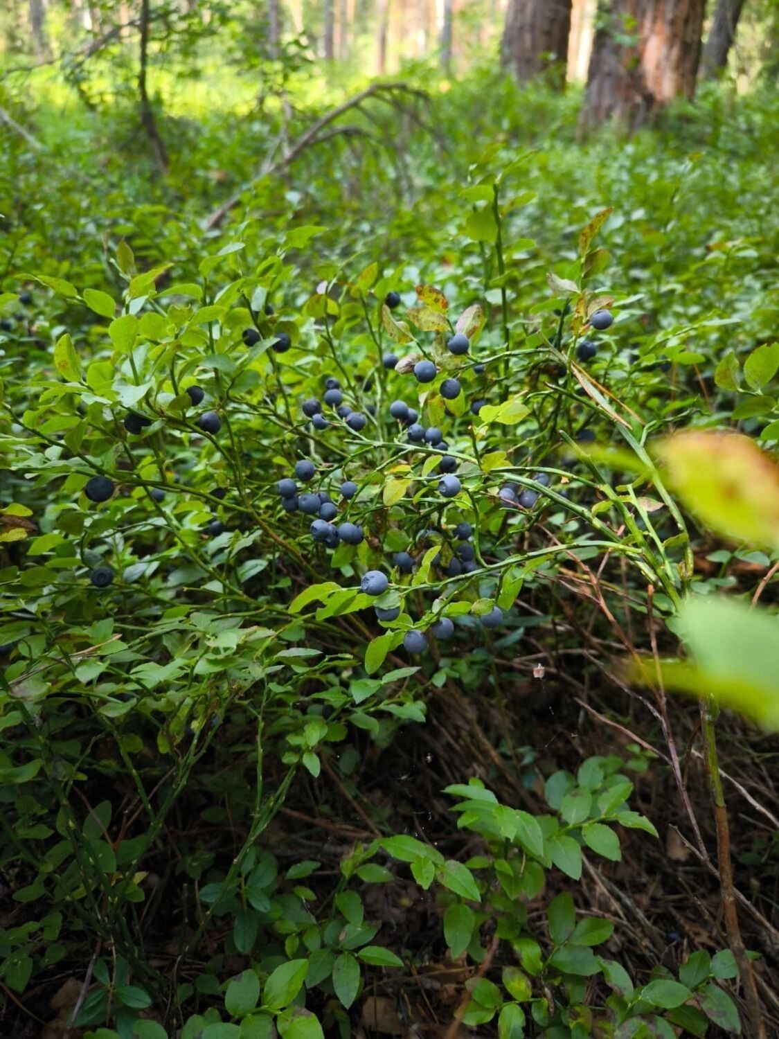 Где искать чернику в&nbsp;Нижегородской области
