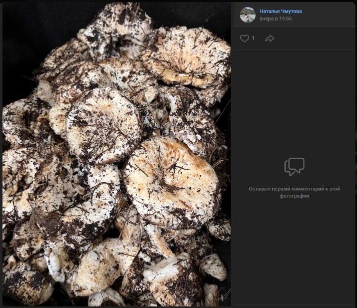 …но это того стоит! На скриншоте — примерно 4,5 килограмма грибов