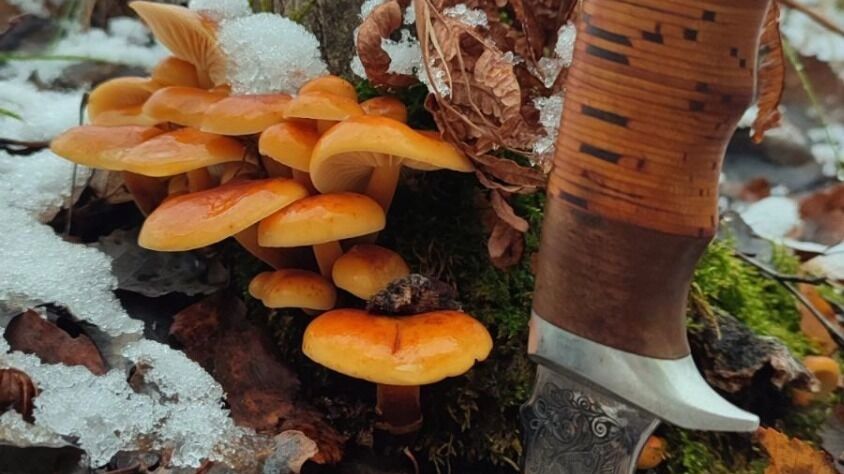 Зимние опята в Нижегородской области (ноябрь 2024 года)