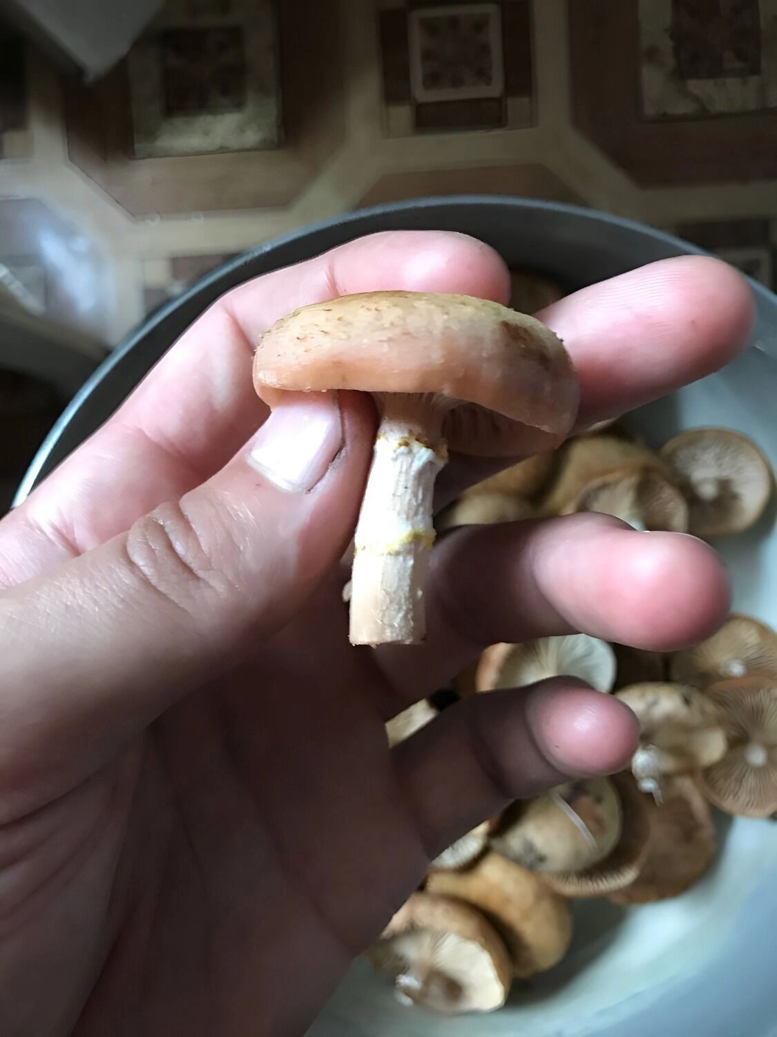 летний опенок