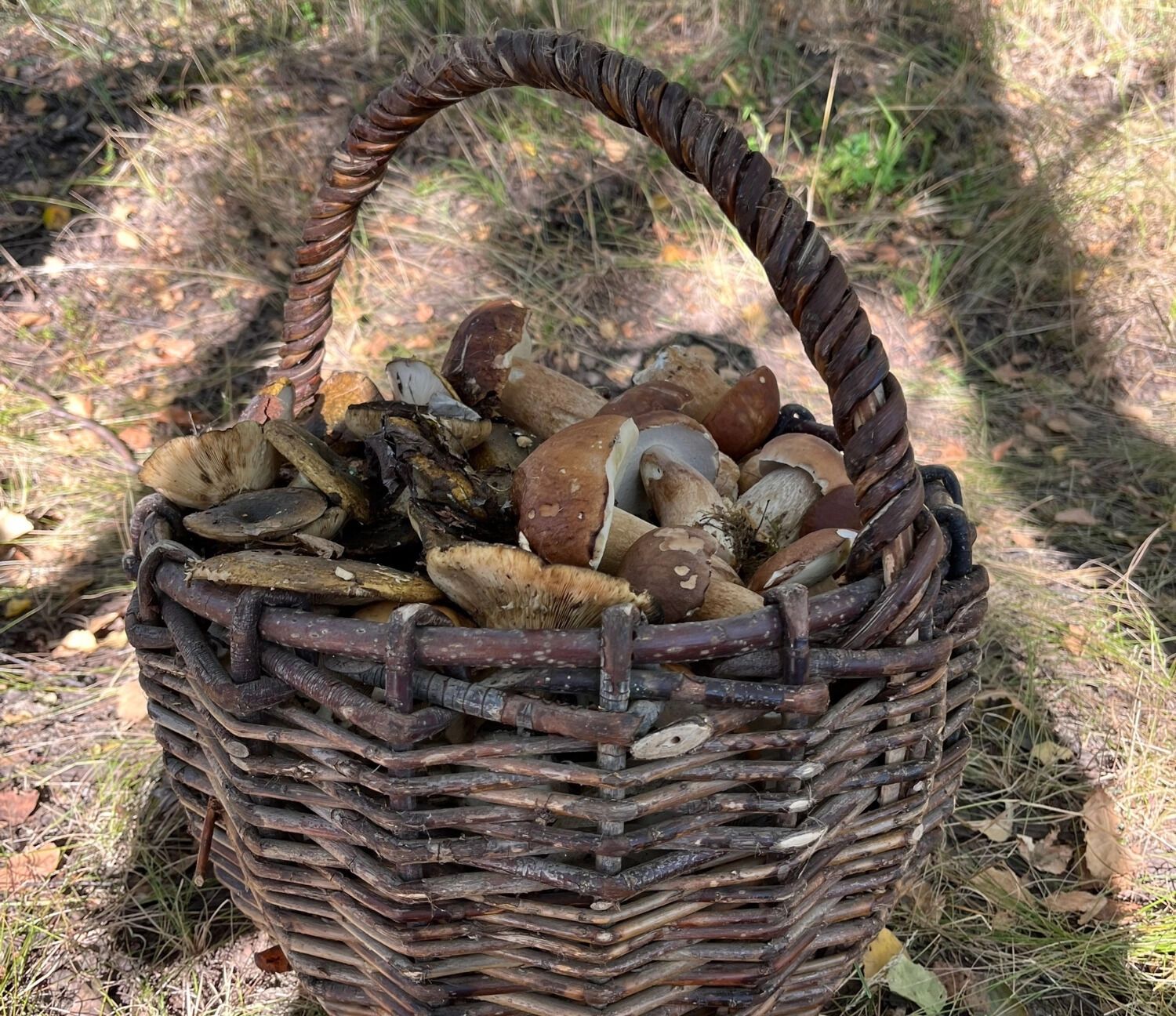 Грибов становится все меньше