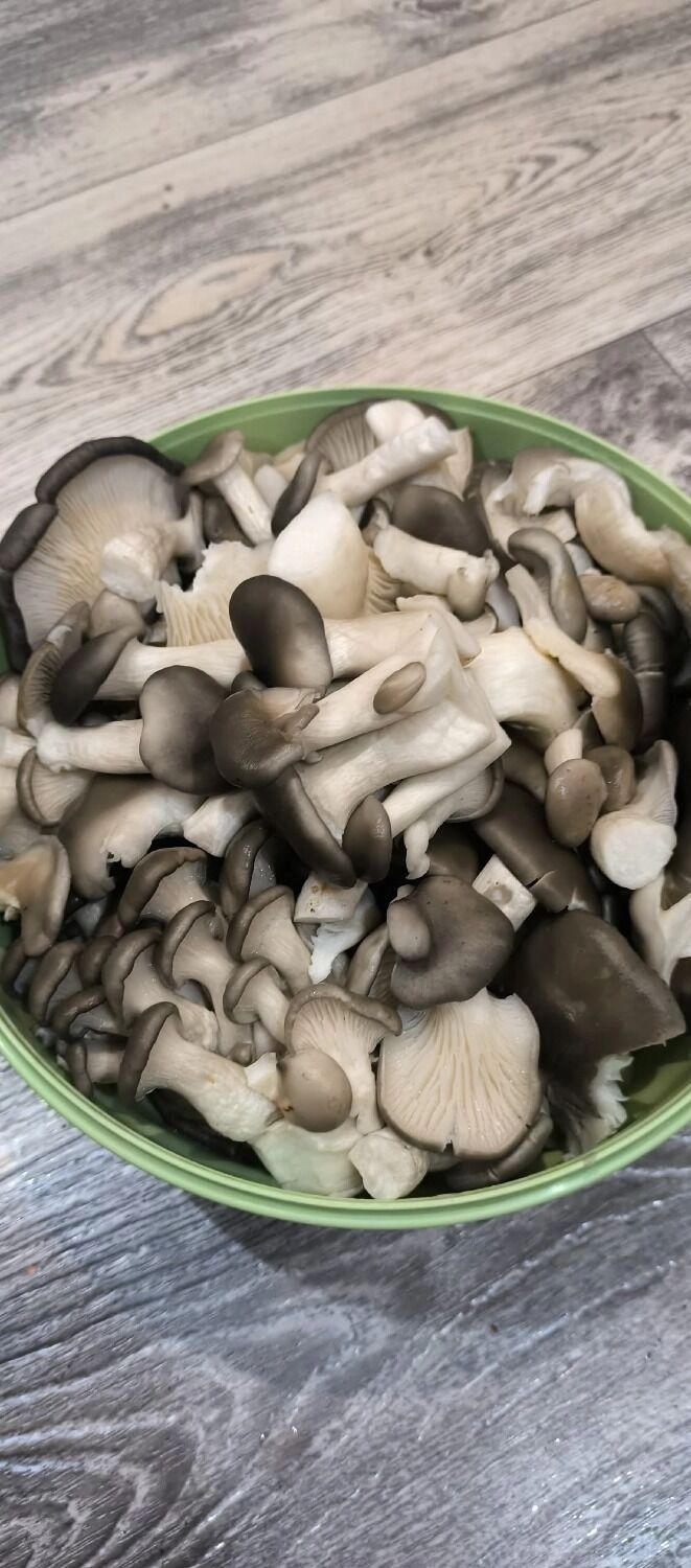 Ведро грибов