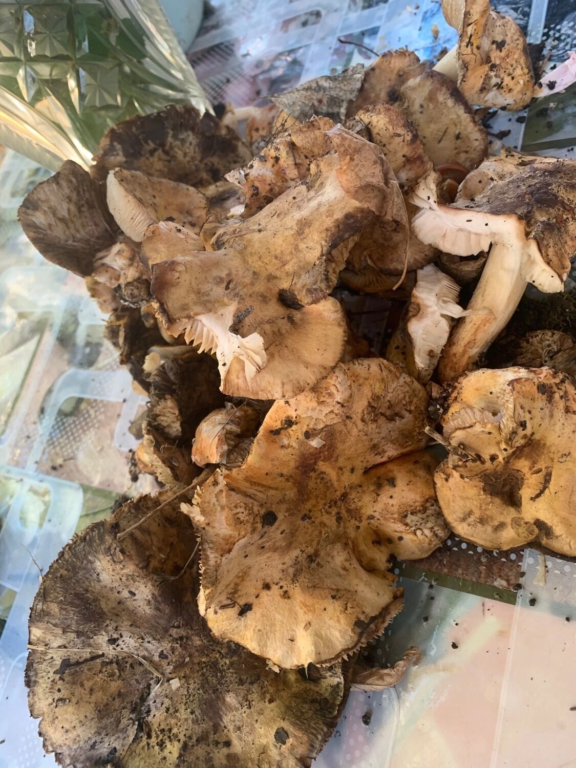 Грибы в Оренбуржье в октябре