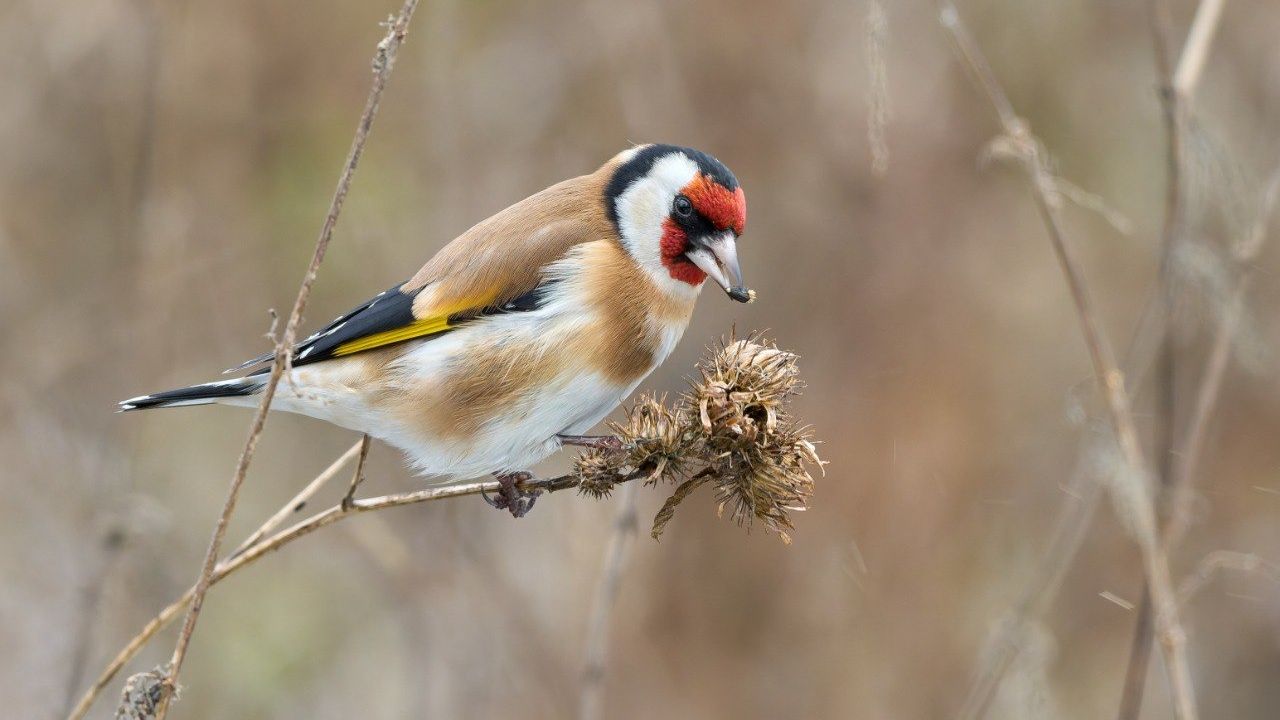 Самую яркую птицу Петербурга сняли на камеру (фото) Самую яркую птицу Петербурга сняли на камеру (фото)