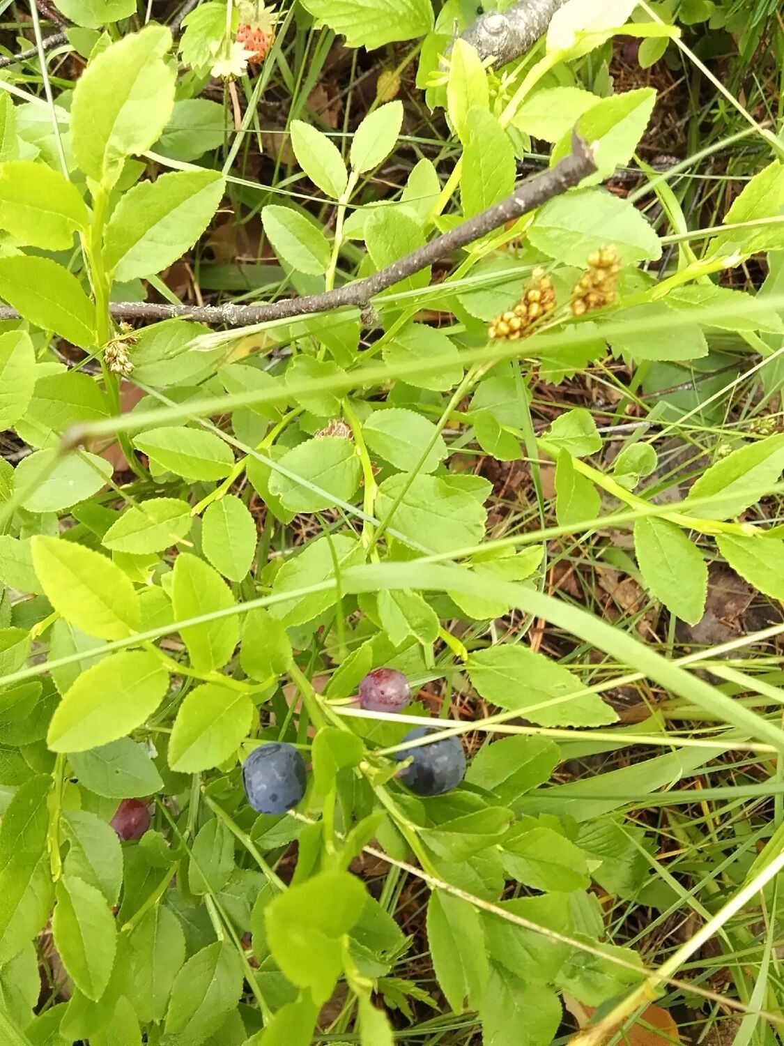 Ягоды в нижегородских лесах