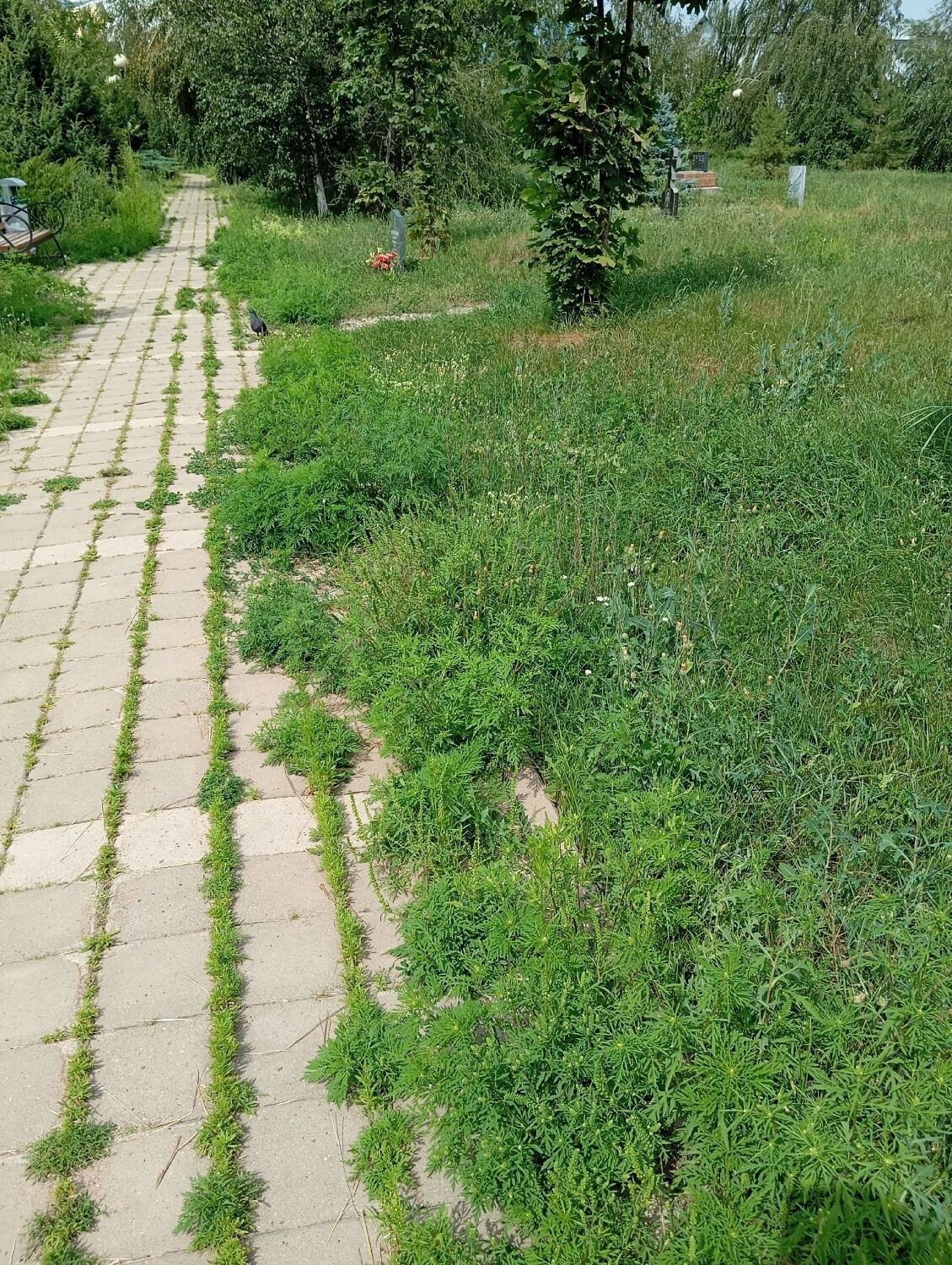 Заросли в&nbsp;центре Белгорода