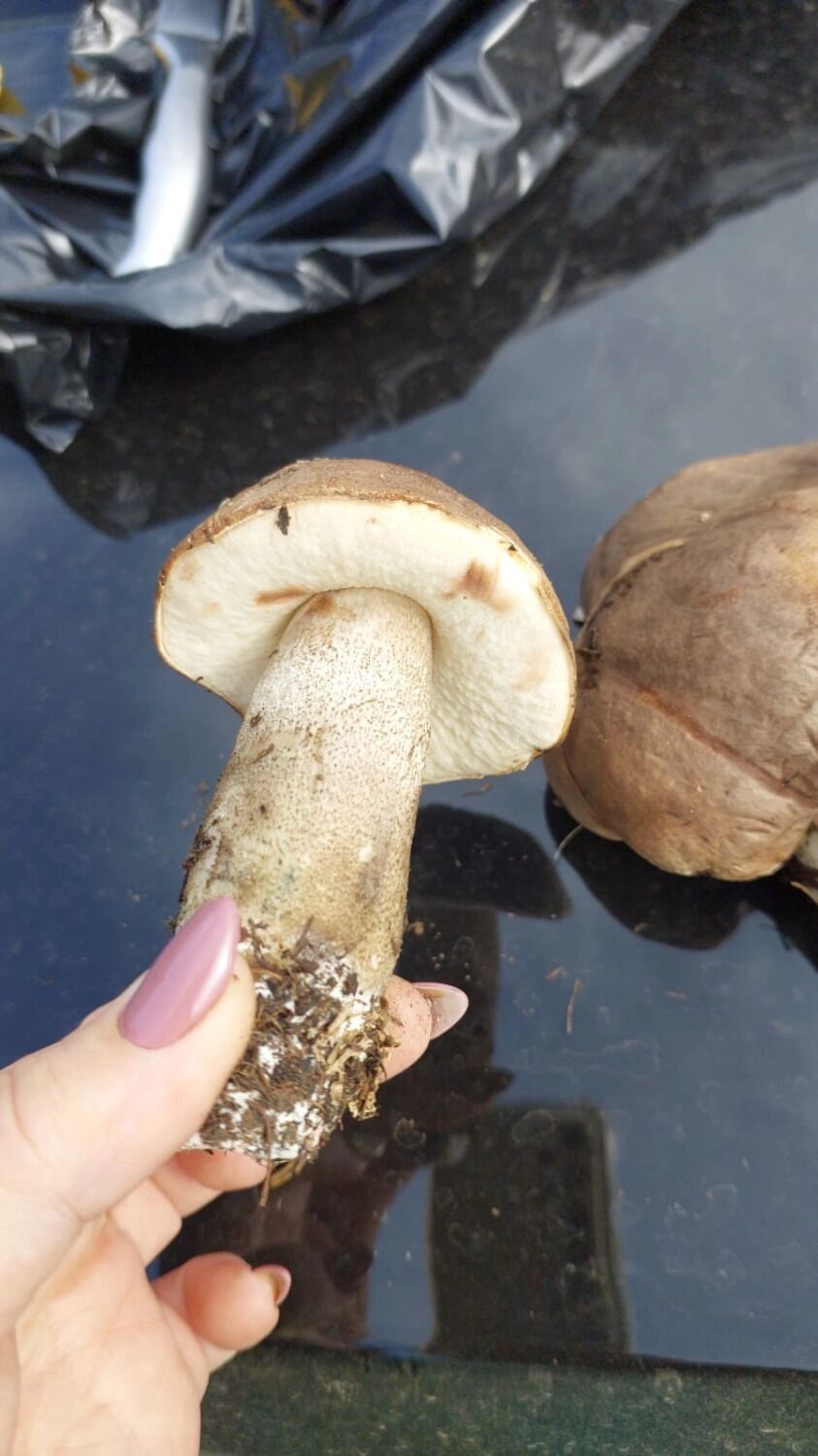 Грибы осенью в Оренбургской области