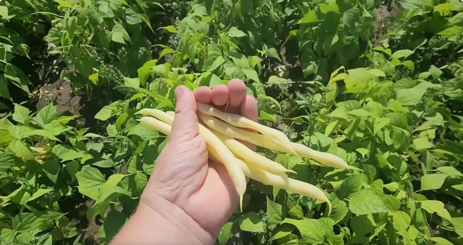 Урожай на ферме Фейнстра