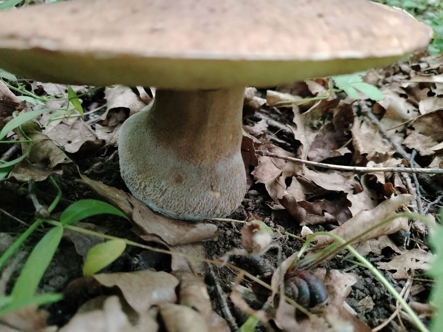 Такие грибы нашли в Городецком округе