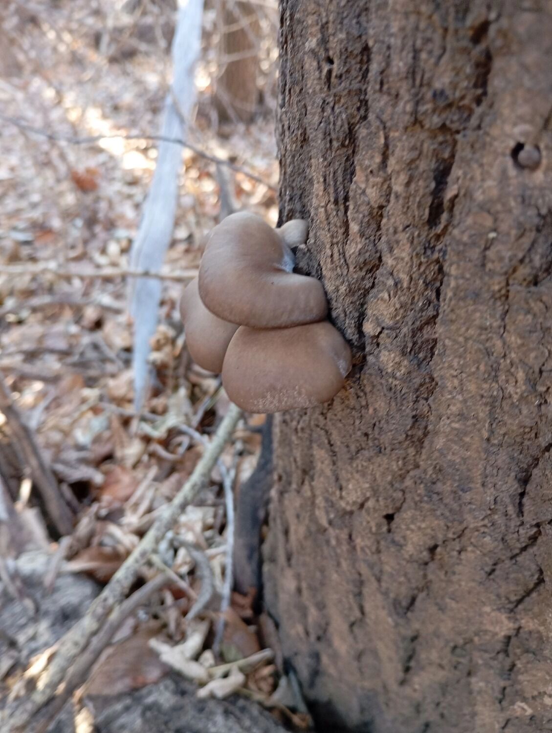 Вешенки в Оренбуржье