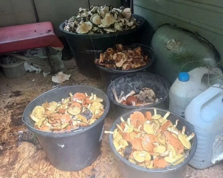 Грибникам удается собрать богатый урожай