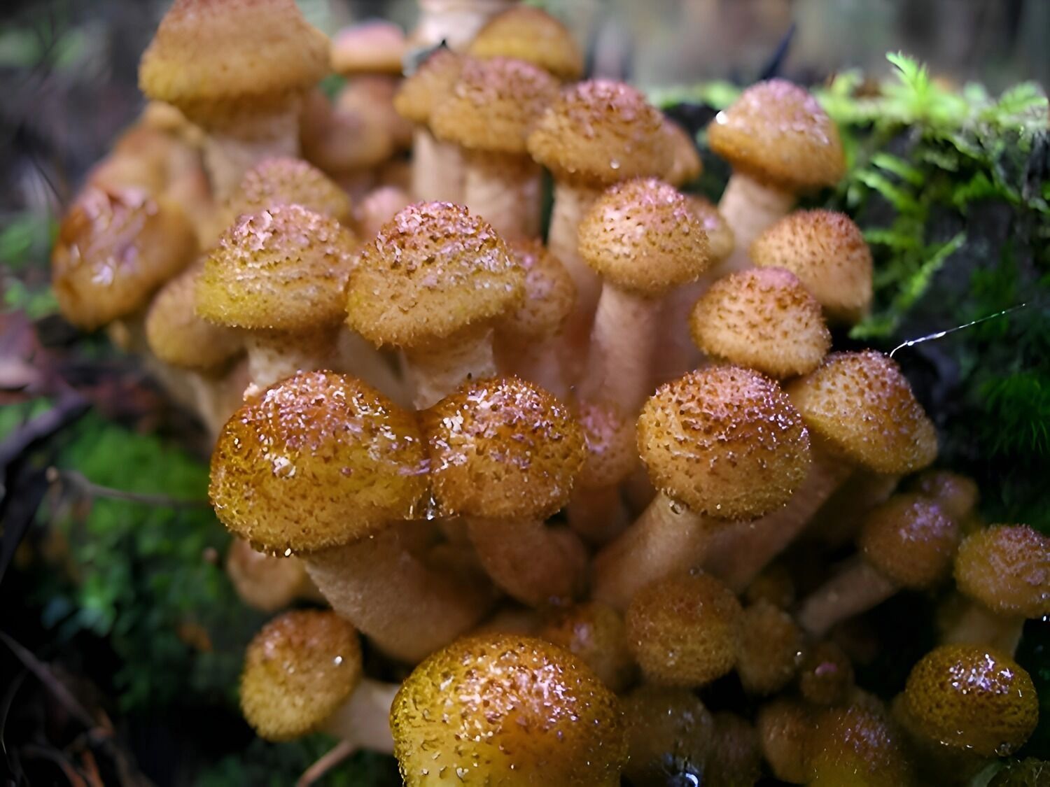 осенние опята