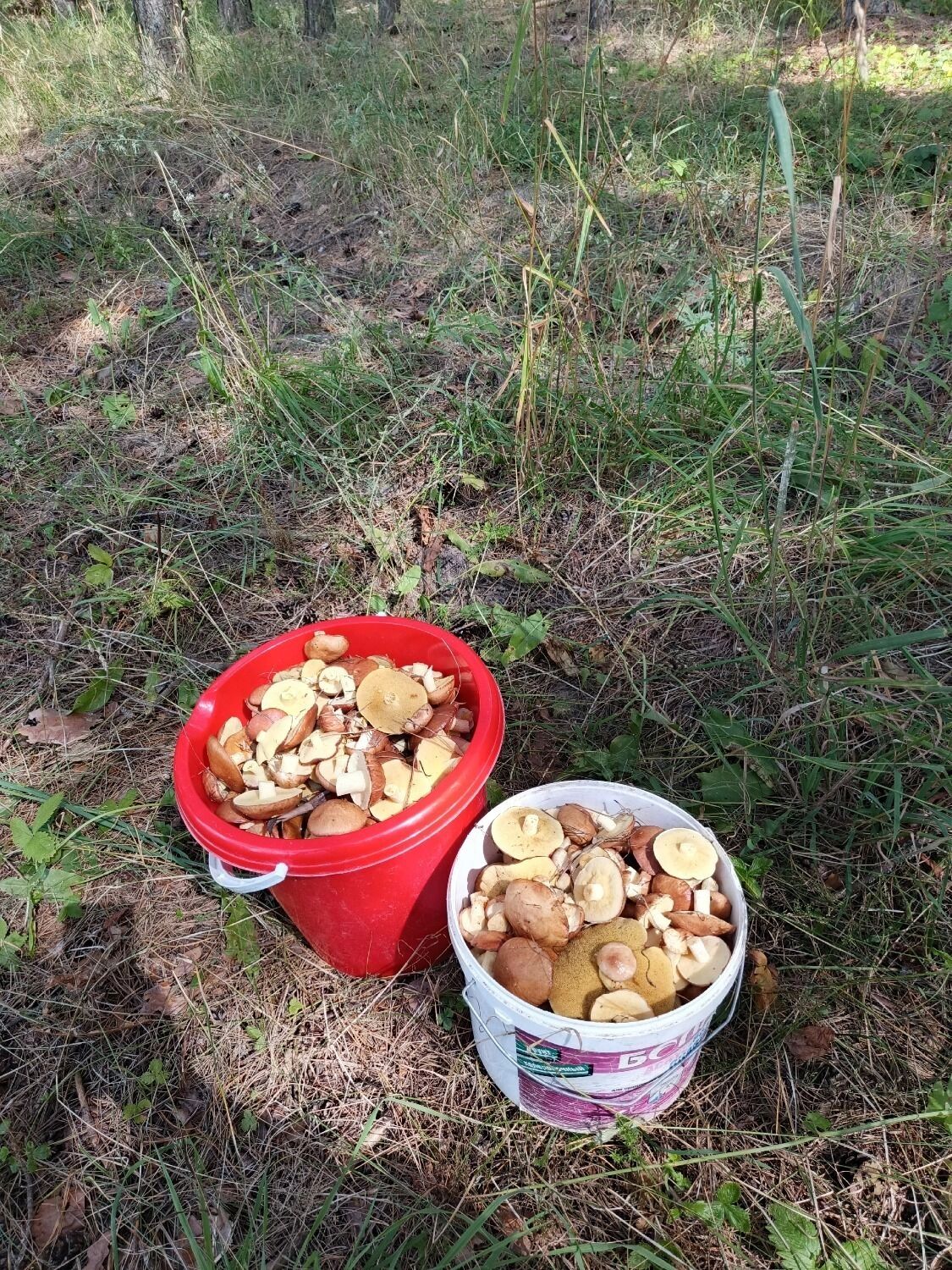 Грибы из Богородского округа