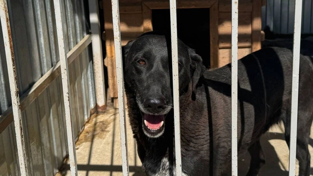 Собака-модель: позирует для фото