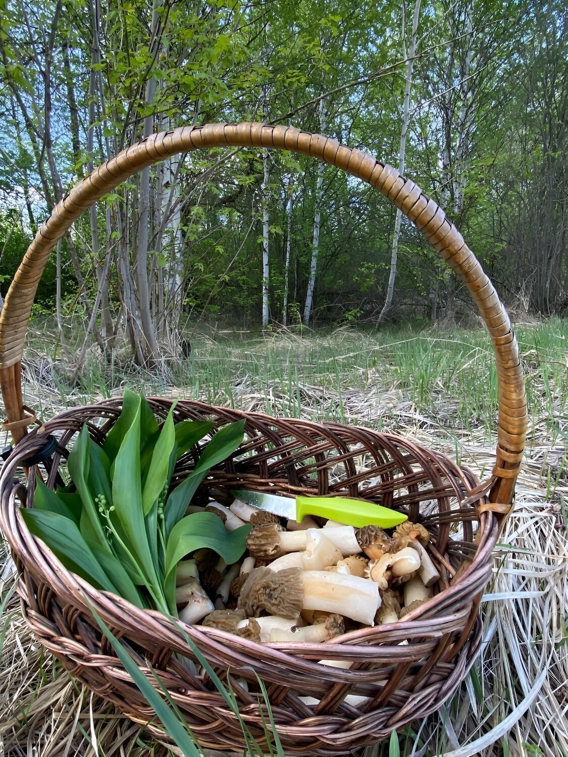 сморчки и черемша