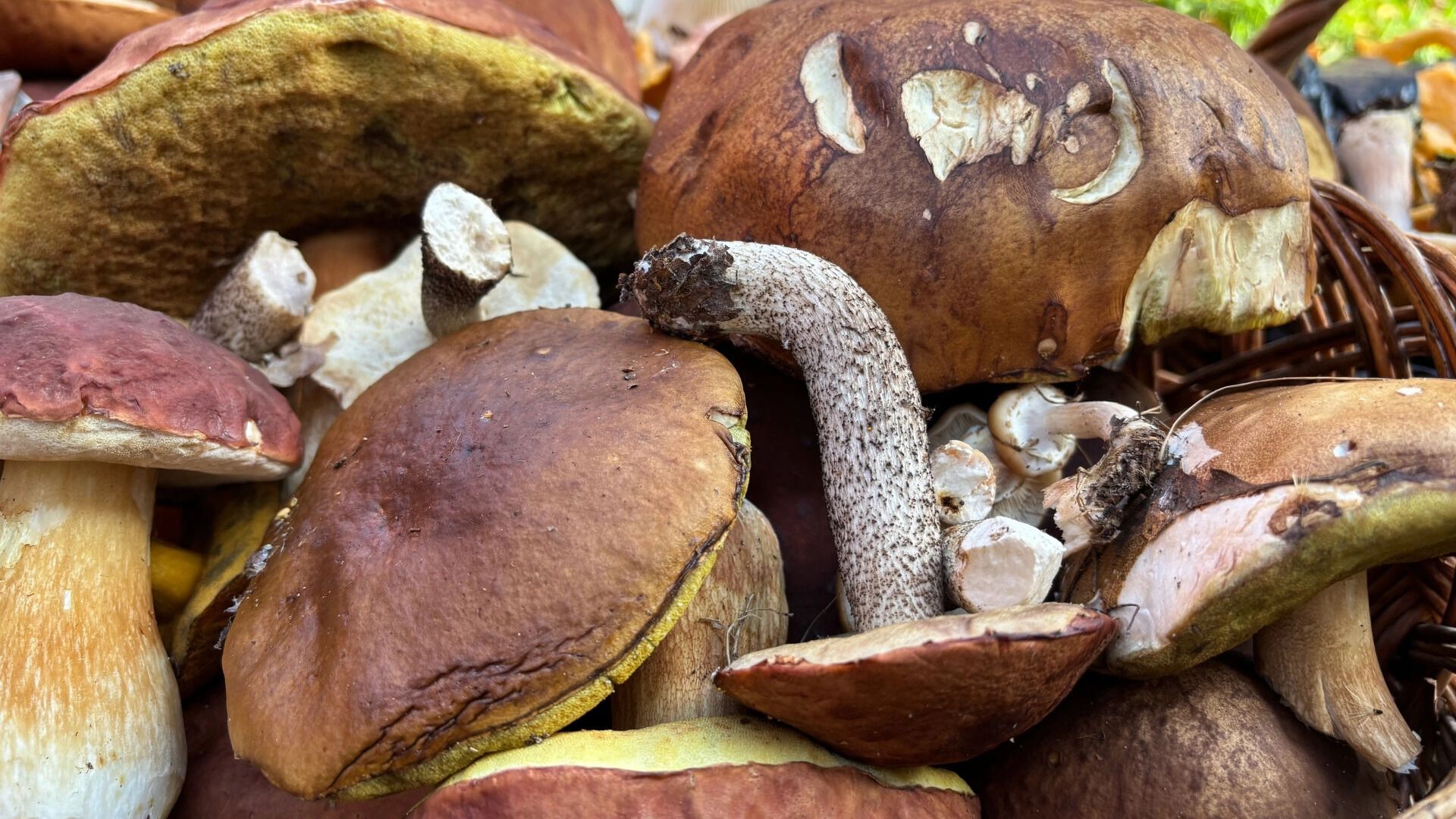 В лесах Нижегородской области продолжают собирать лисички и опята