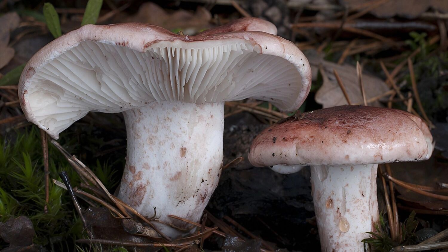 гигрофор сыроежковый