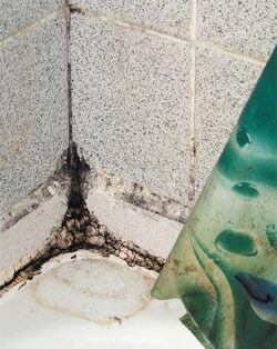 Плесень в квартире