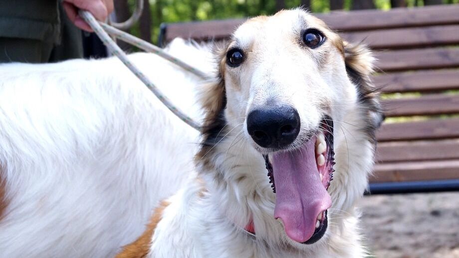 На&nbsp;фото: собака улыбается