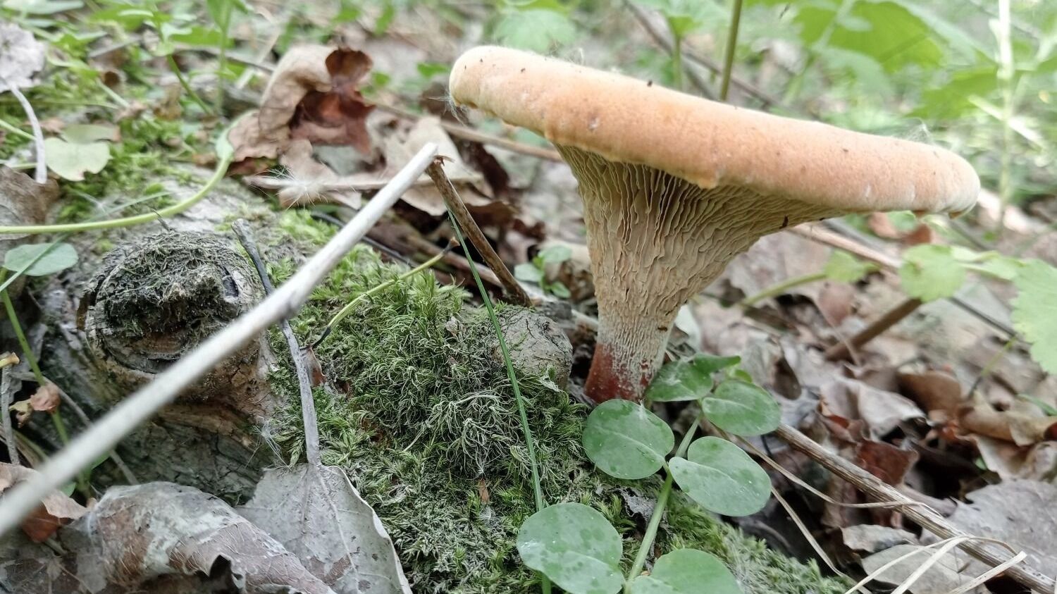 Белые грибы, моховики  и пилолистники растут в нижегородских лесах