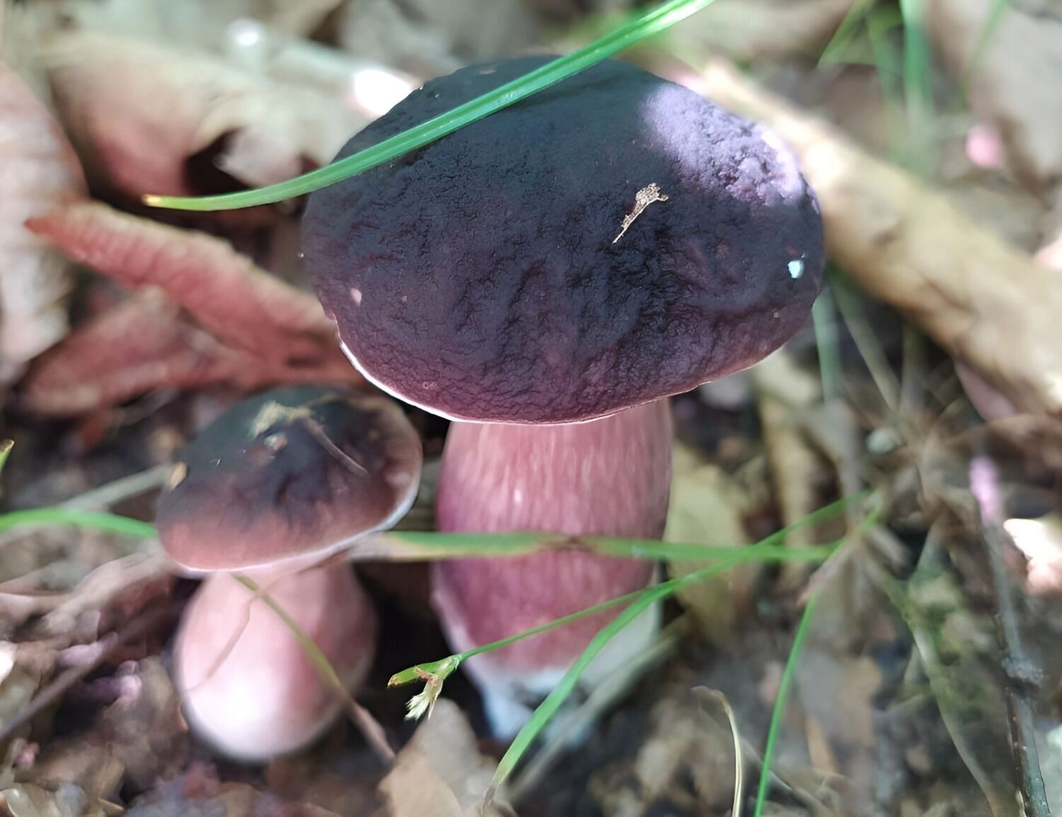 болетус фиолетово-бурый