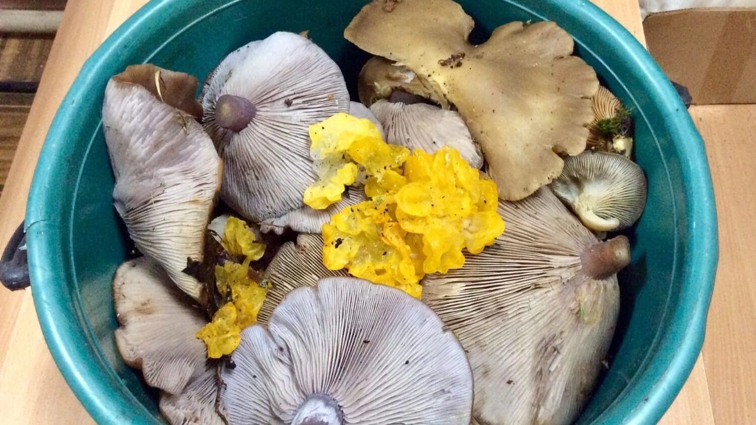 Грибы в Дубенках