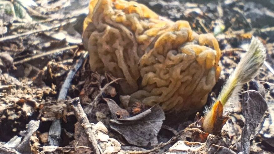 Сморчки в Борском округе