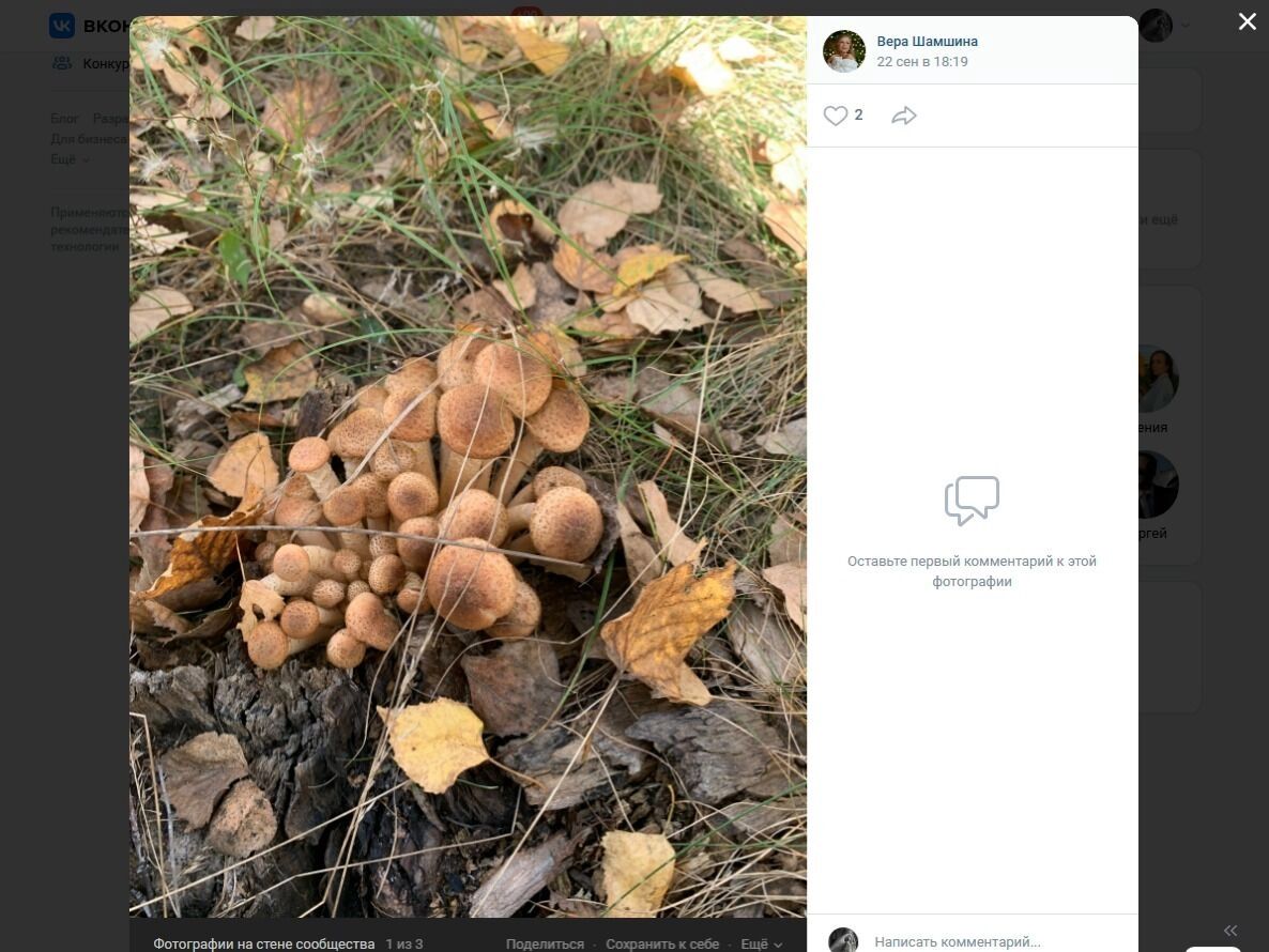 Опята на Старой Московке и в Дачном