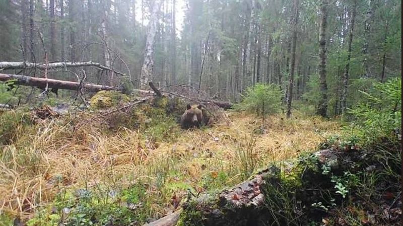 Кто успел, того и берлога: медведи готовятся к спячке в нижегородских лесах — видео