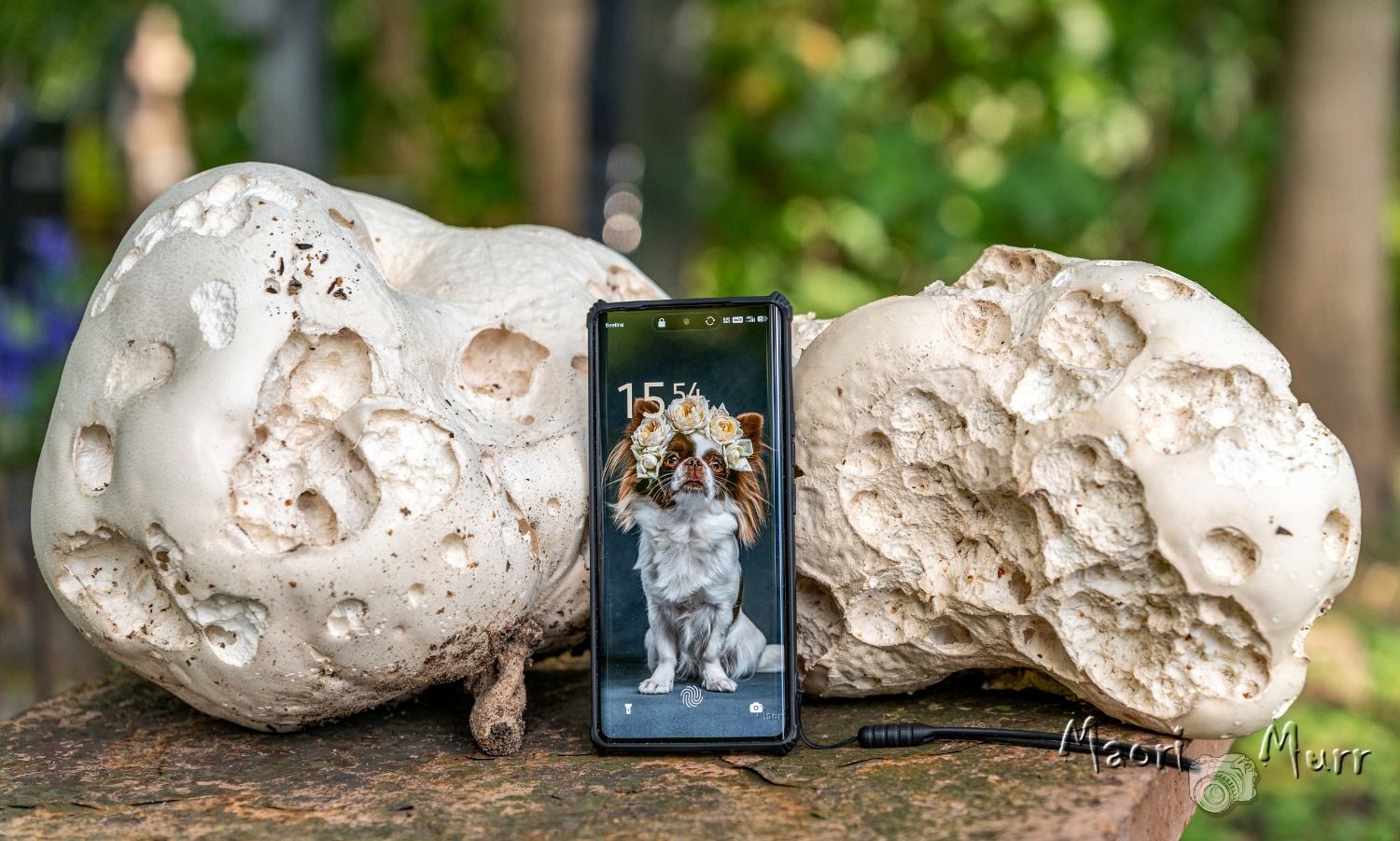 Аномальные грибы размером с футбольный мяч выросли на кладбище в Петербурге (фото)