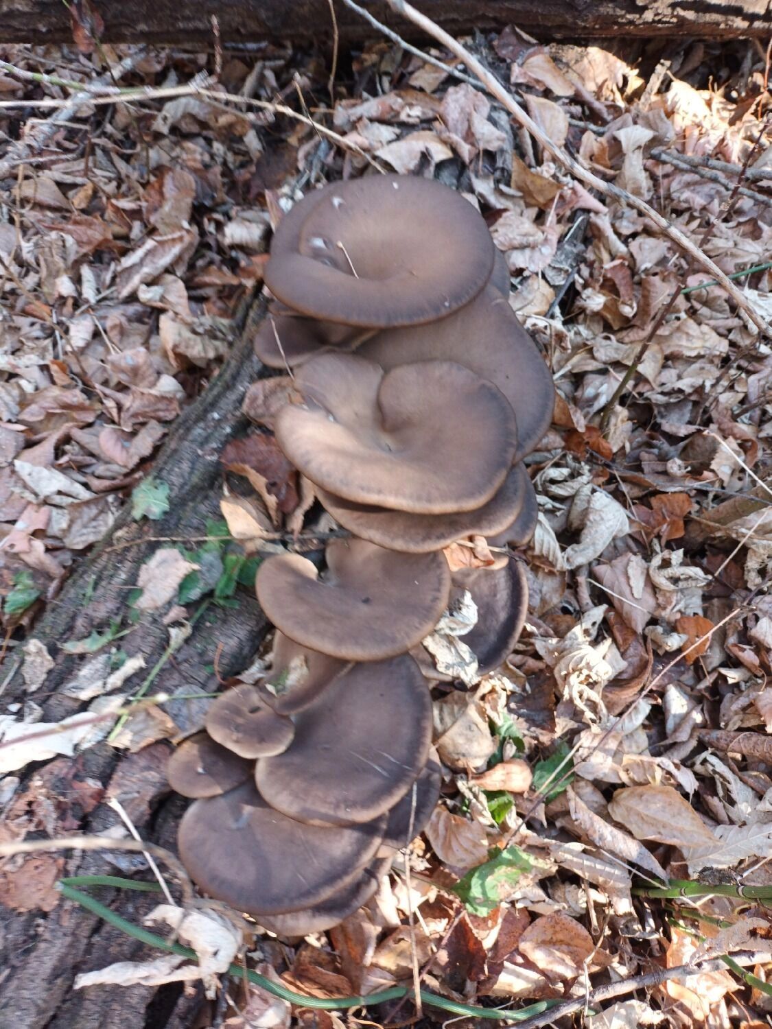 В Оренбургском районе собирают вешенки