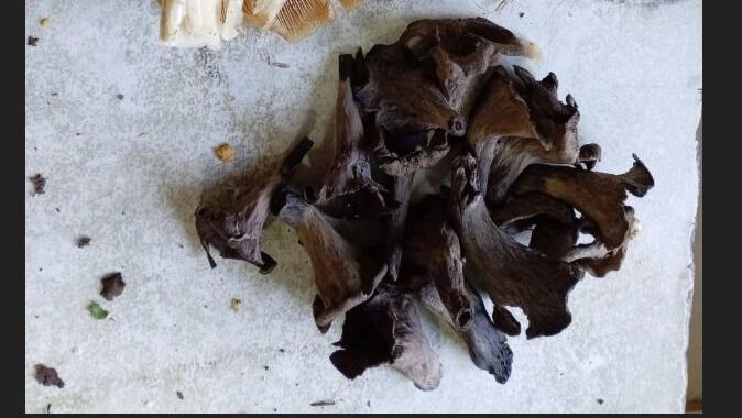 Черные лисички