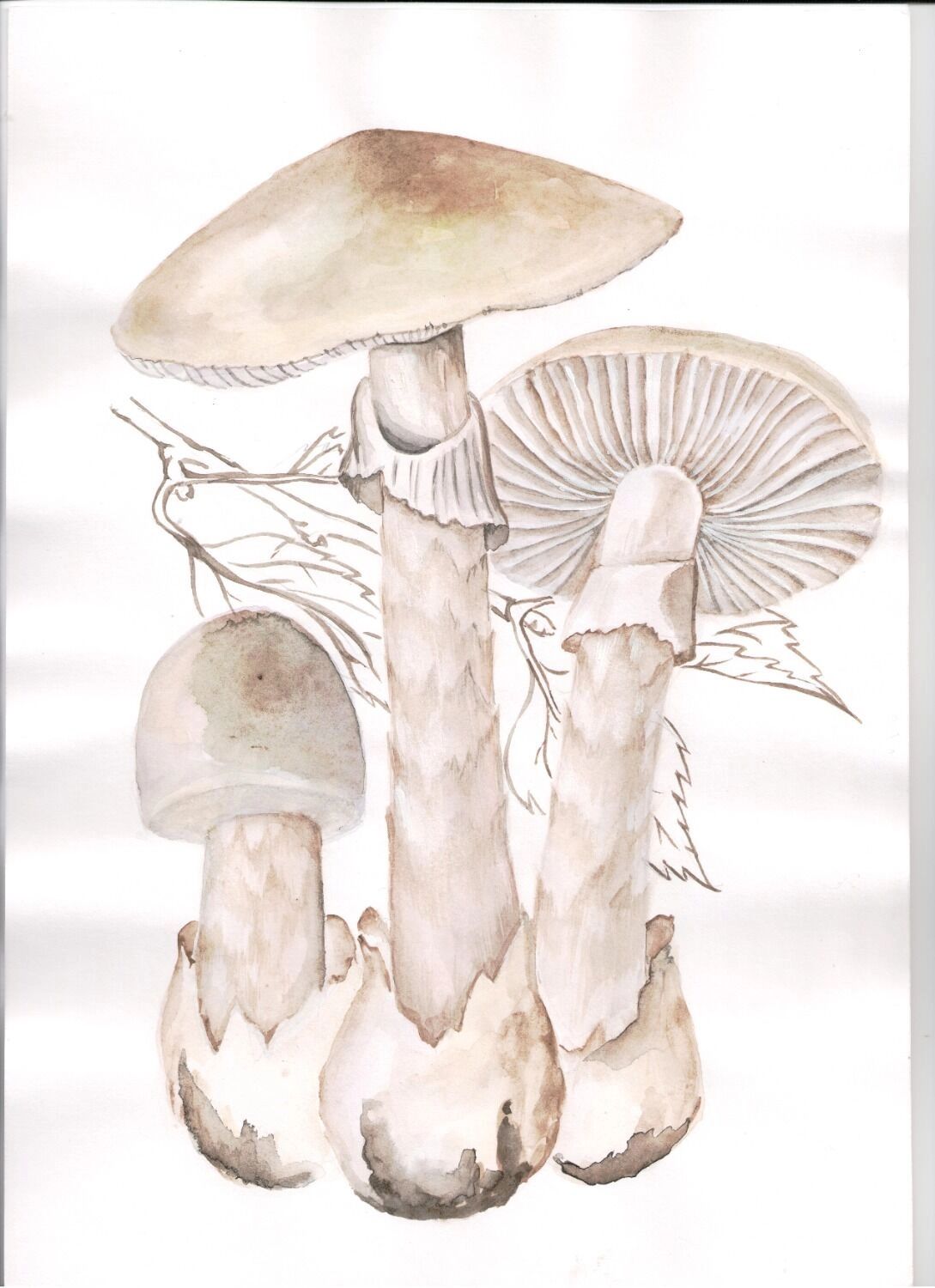 Бледная поганка похожа на шампиньон