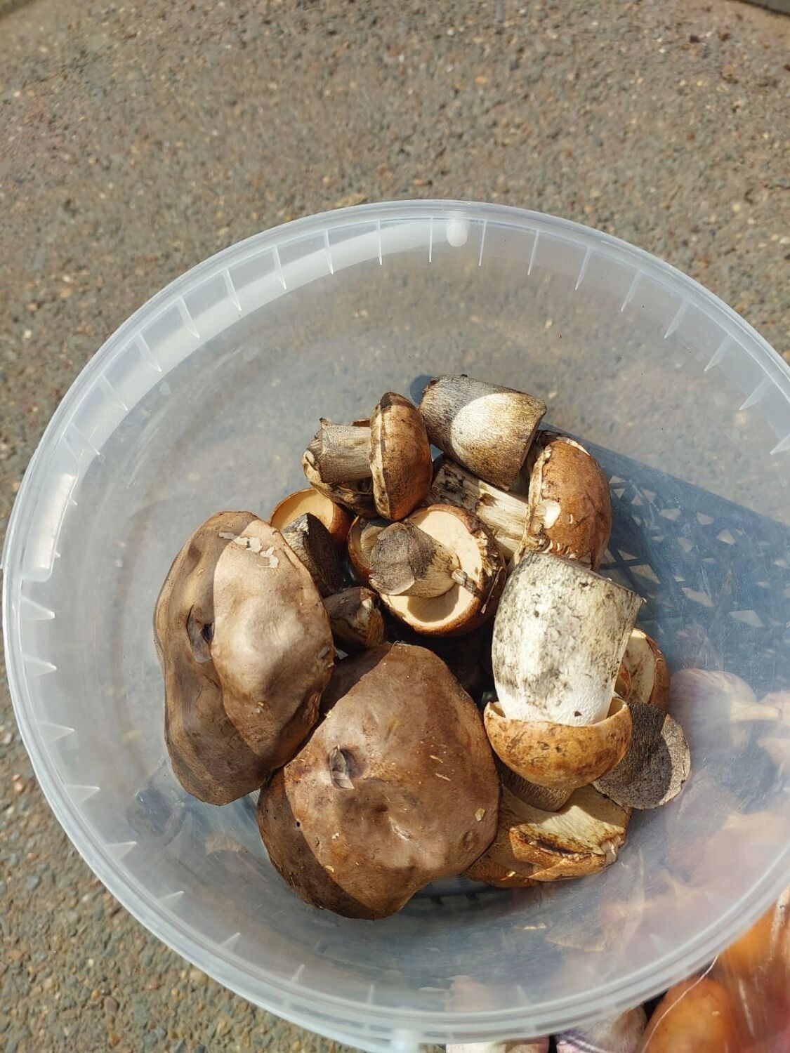 Подосиновики обходятся недешево оренбуржцам