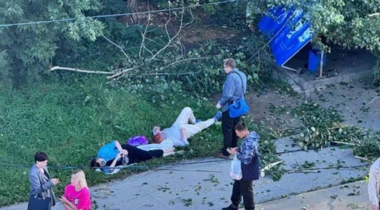 Дерево упало